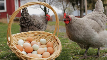 Як покращити несучість курей: прості поради для високої продуктивності 🐔🥚