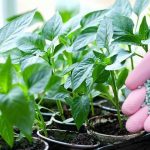 Найкраще підживлення для розсади, яке замінить усі добрива