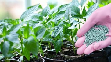 Найкраще підживлення для розсади, яке замінить усі добрива