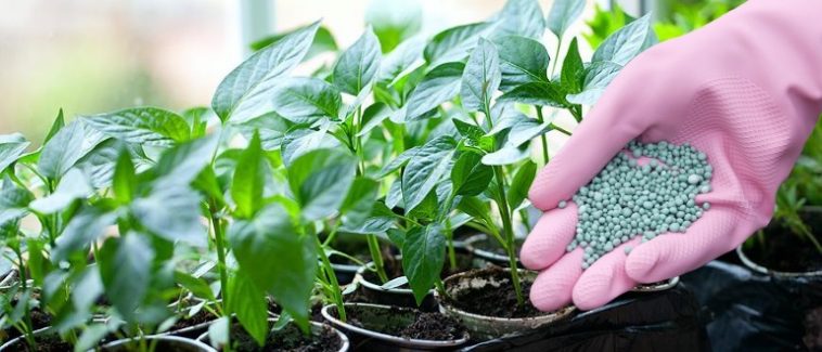 Найкраще підживлення для розсади, яке замінить усі добрива