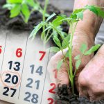 Посівний календар на травень: які дні обрати для щедрого врожаю?