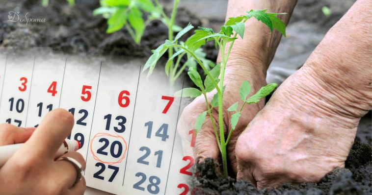 Посівний календар на травень: які дні обрати для щедрого врожаю?