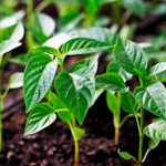 Не допускайте цієї помилки: небезпечне добриво для розсад