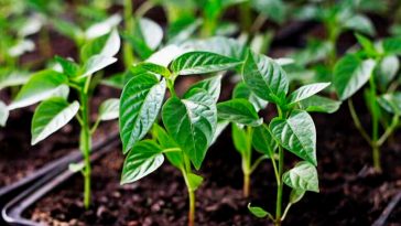 Не допускайте цієї помилки: небезпечне добриво для розсад