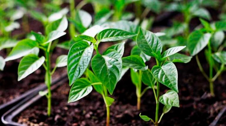 Не допускайте цієї помилки: небезпечне добриво для розсад