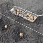 Коли садити картоплю у 2025 році, щоб отримати великий врожай?