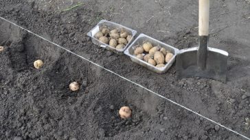 Коли садити картоплю у 2025 році, щоб отримати великий врожай?