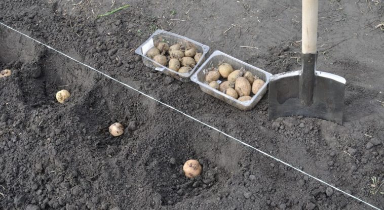 Коли садити картоплю у 2025 році, щоб отримати великий врожай?
