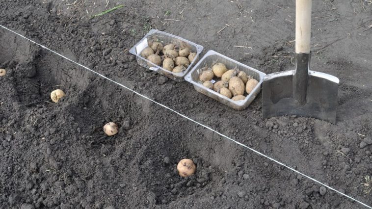 Коли садити картоплю у 2025 році, щоб отримати великий врожай?
