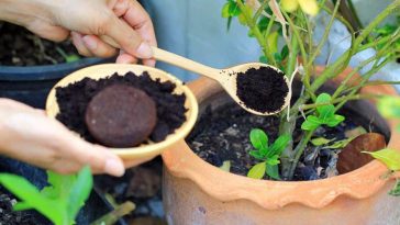 ☕ Кавова гуща — не сміття, а справжній скарб!