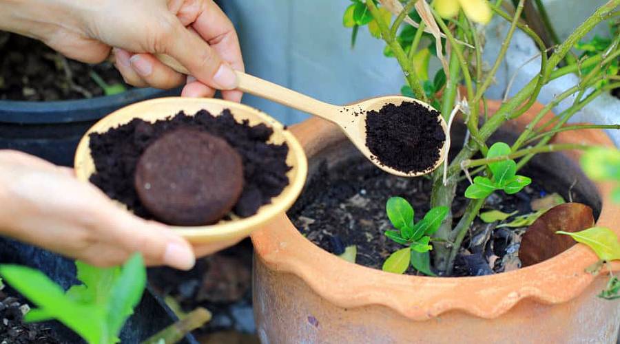 ☕ Кавова гуща — не сміття, а справжній скарб!