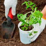 Найкраще добриво для лунок перед посадкою помідорів