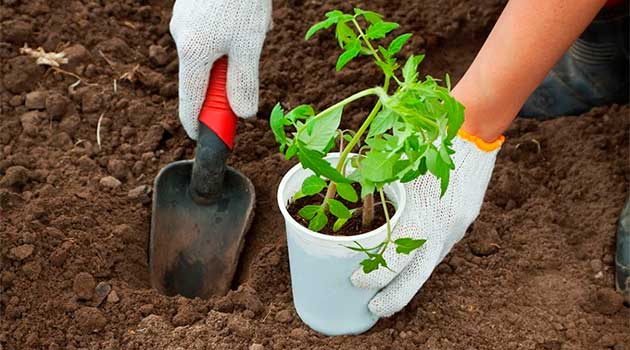 Найкраще добриво для лунок перед посадкою помідорів