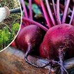 Щоб буряк виріс великим і солодким — скористайтеся цим перевіреним способом. Роблю так щороку!