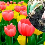 Не проґавте цей крок після цвітіння тюльпанів — він критично важливий для їхньої краси наступного року