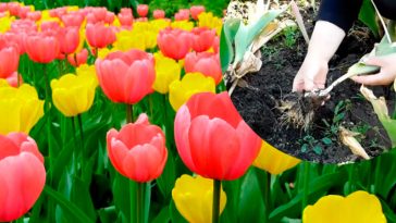 Не проґавте цей крок після цвітіння тюльпанів — він критично важливий для їхньої краси наступного року