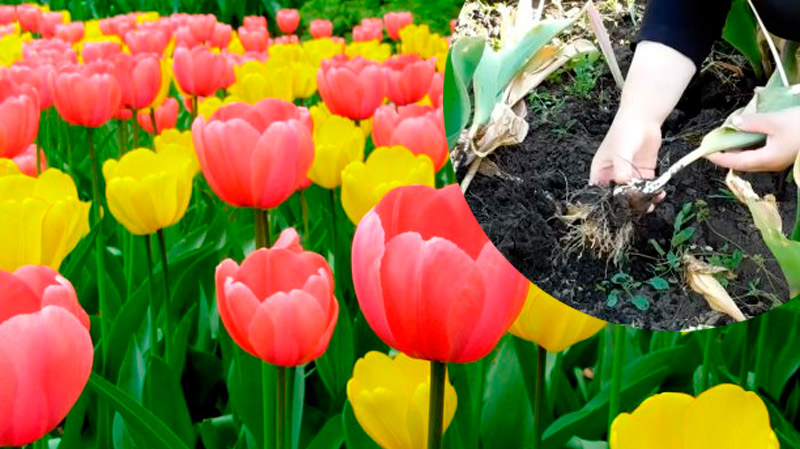 Не проґавте цей крок після цвітіння тюльпанів — він критично важливий для їхньої краси наступного року