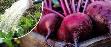 Щоб буряк виріс великим і солодким — скористайтеся цим перевіреним способом. Роблю так щороку!