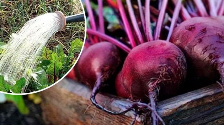 Щоб буряк виріс великим і солодким — скористайтеся цим перевіреним способом. Роблю так щороку!