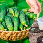 Як часто та чим поливати огірки, щоб мати багатий урожай
