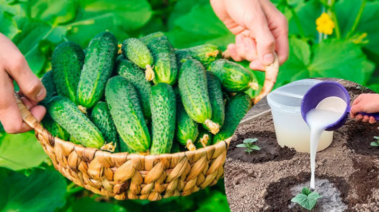 Як часто та чим поливати огірки, щоб мати багатий урожай