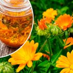 Лікувальні властивості календули: науково підтверджена допомога при хворобах серця, шлунка та шкіри