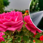 🌹 Як врятувати троянди від попелиці звичайним милом