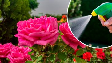 🌹 Як врятувати троянди від попелиці звичайним милом