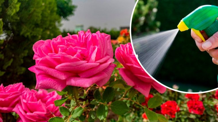 🌹 Як врятувати троянди від попелиці звичайним милом