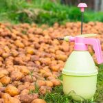 Як правильно застосовувати деревний попіл при посадці картоплі, щоб зібрати щедрий урожай