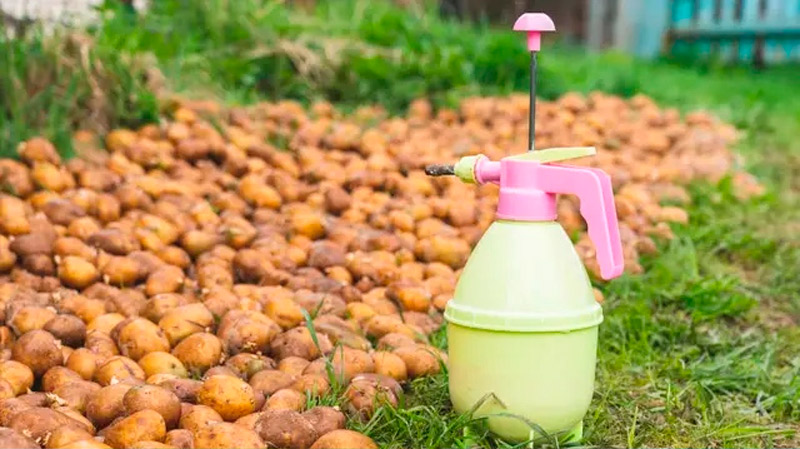 Як правильно застосовувати деревний попіл при посадці картоплі, щоб зібрати щедрий урожай