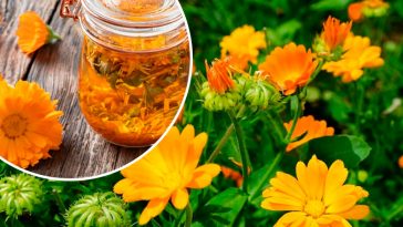 Лікувальні властивості календули: науково підтверджена допомога при хворобах серця, шлунка та шкіри