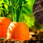 У які дні квітня краще сіяти моркву, щоб отримати багатий врожай