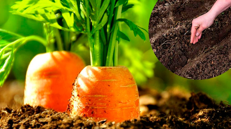 У які дні квітня краще сіяти моркву, щоб отримати багатий врожай