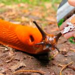 Як позбутися слимаків на городі: дієві способи без хімії