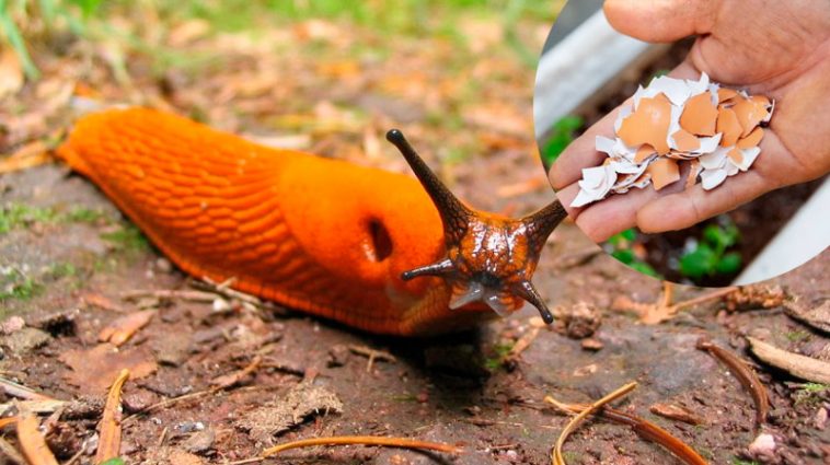 Як позбутися слимаків на городі: дієві способи без хімії