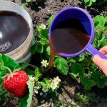 Потужне підживлення полуниці під час цвітіння: щедрий врожай гарантовано!