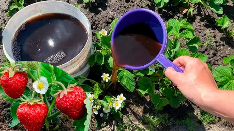 Потужне підживлення полуниці під час цвітіння: щедрий врожай гарантовано!