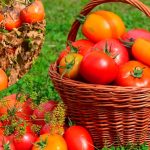 Як захистити помідори від фітофтори без хімії: простий натуральний засіб