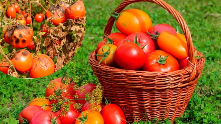 Як захистити помідори від фітофтори без хімії: простий натуральний засіб
