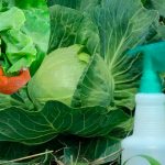 1 ложка — і слимаки з гусеницями забудуть дорогу до капусти!