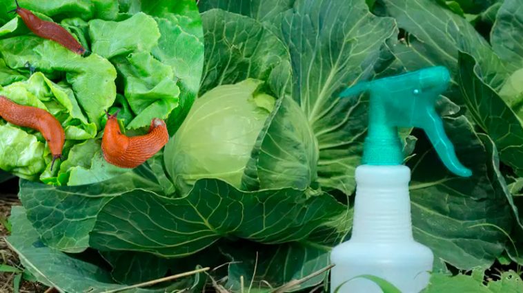 1 ложка — і слимаки з гусеницями забудуть дорогу до капусти!