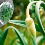 Як і коли правильно обрізати стрілки в озимого часнику: поради городникам