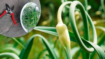 Як і коли правильно обрізати стрілки в озимого часнику: поради городникам