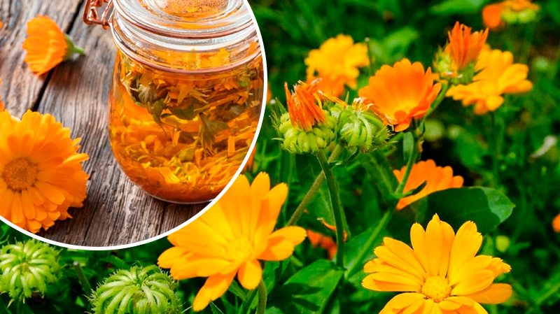 Лікувальні властивості календули: науково підтверджена допомога при хворобах серця, шлунка та шкіри