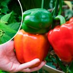 Добриво з кропиви, від якого перці ростуть наче на дріжджах