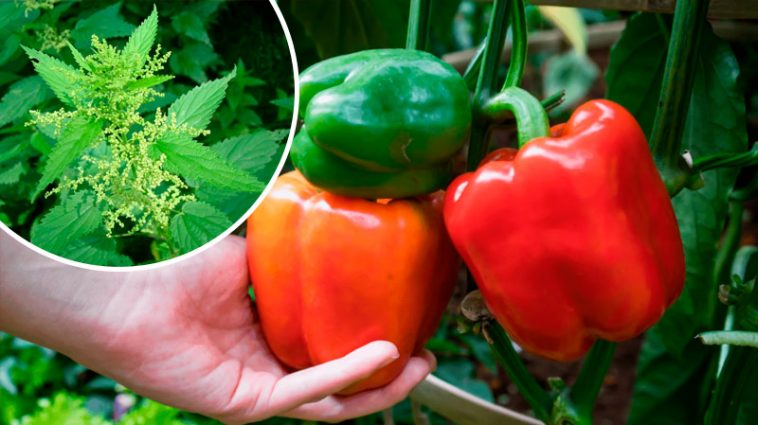 Добриво з кропиви, від якого перці ростуть наче на дріжджах