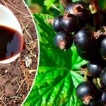 Хочете мати смородину, як черешню? Один весняний полив — і врожай здивує!