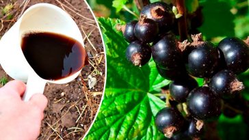 Хочете мати смородину, як черешню? Один весняний полив — і врожай здивує!