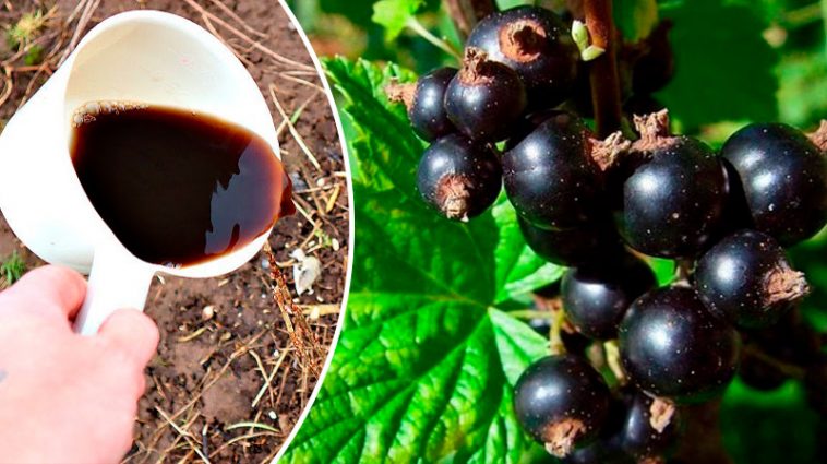 Хочете мати смородину, як черешню? Один весняний полив — і врожай здивує!